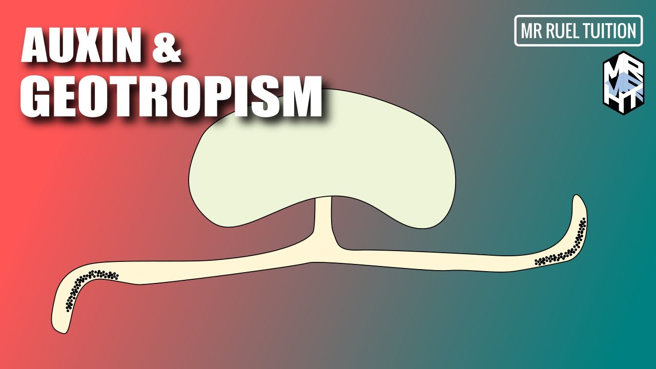 Role of Auxin in Geotropism