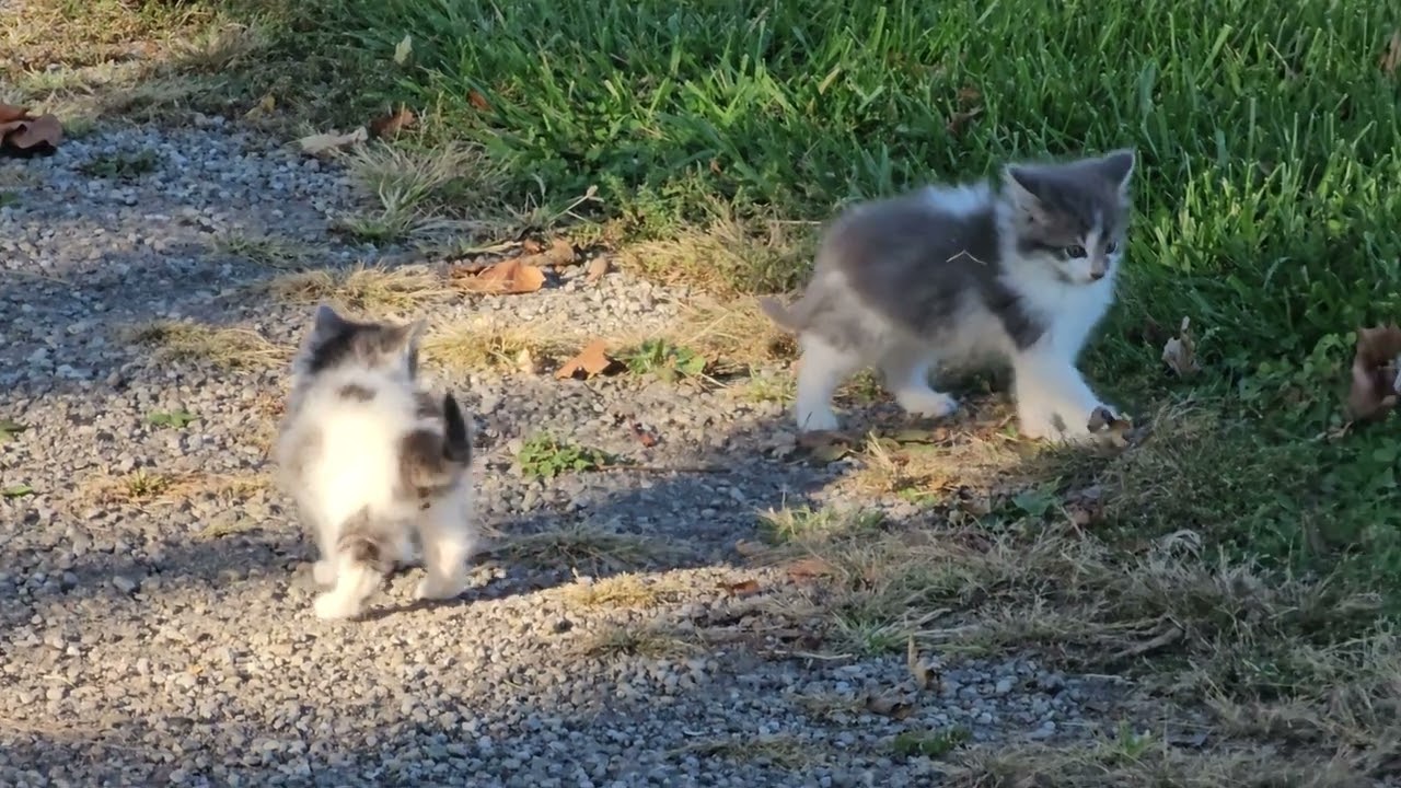 Kitten Play Time!!