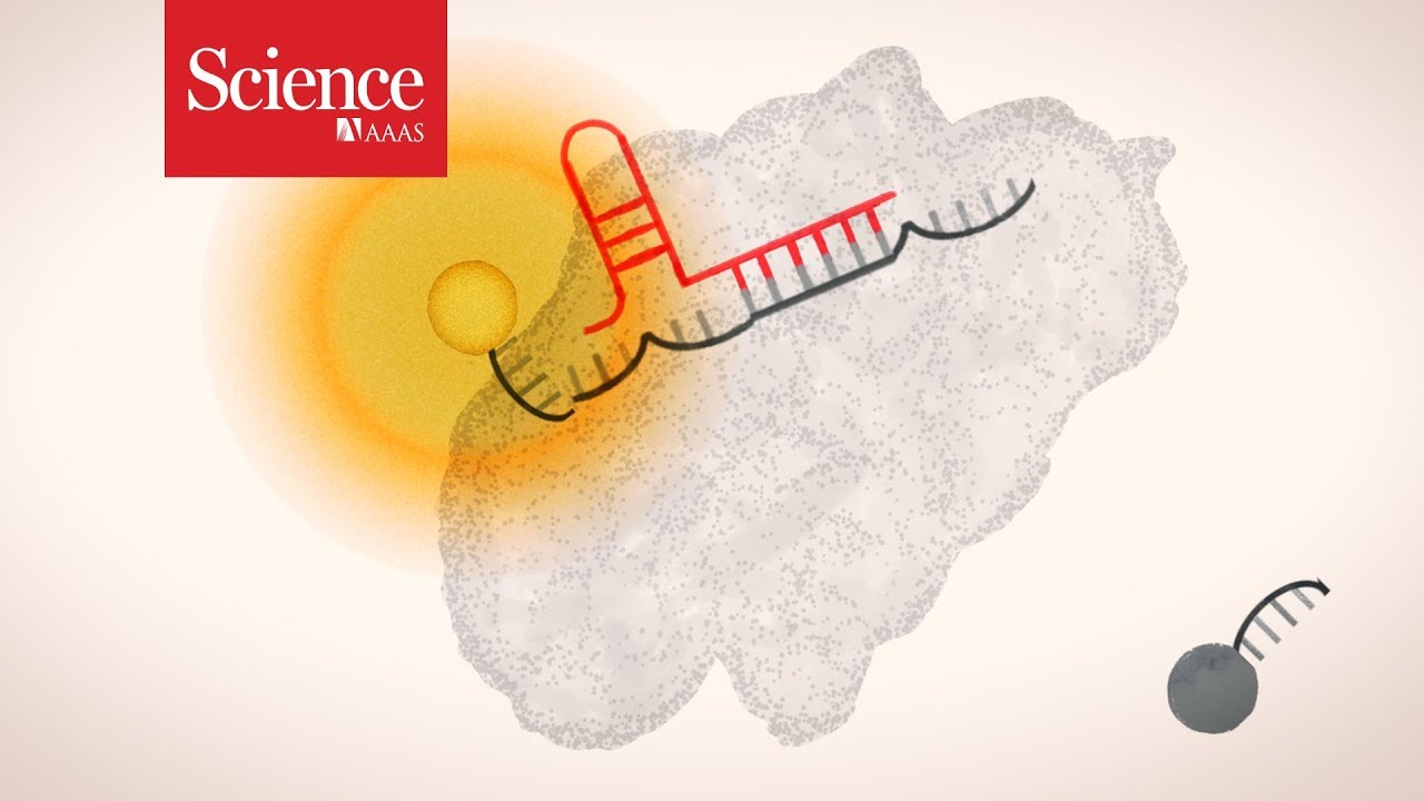 Science explains: CRISPR diagnostics