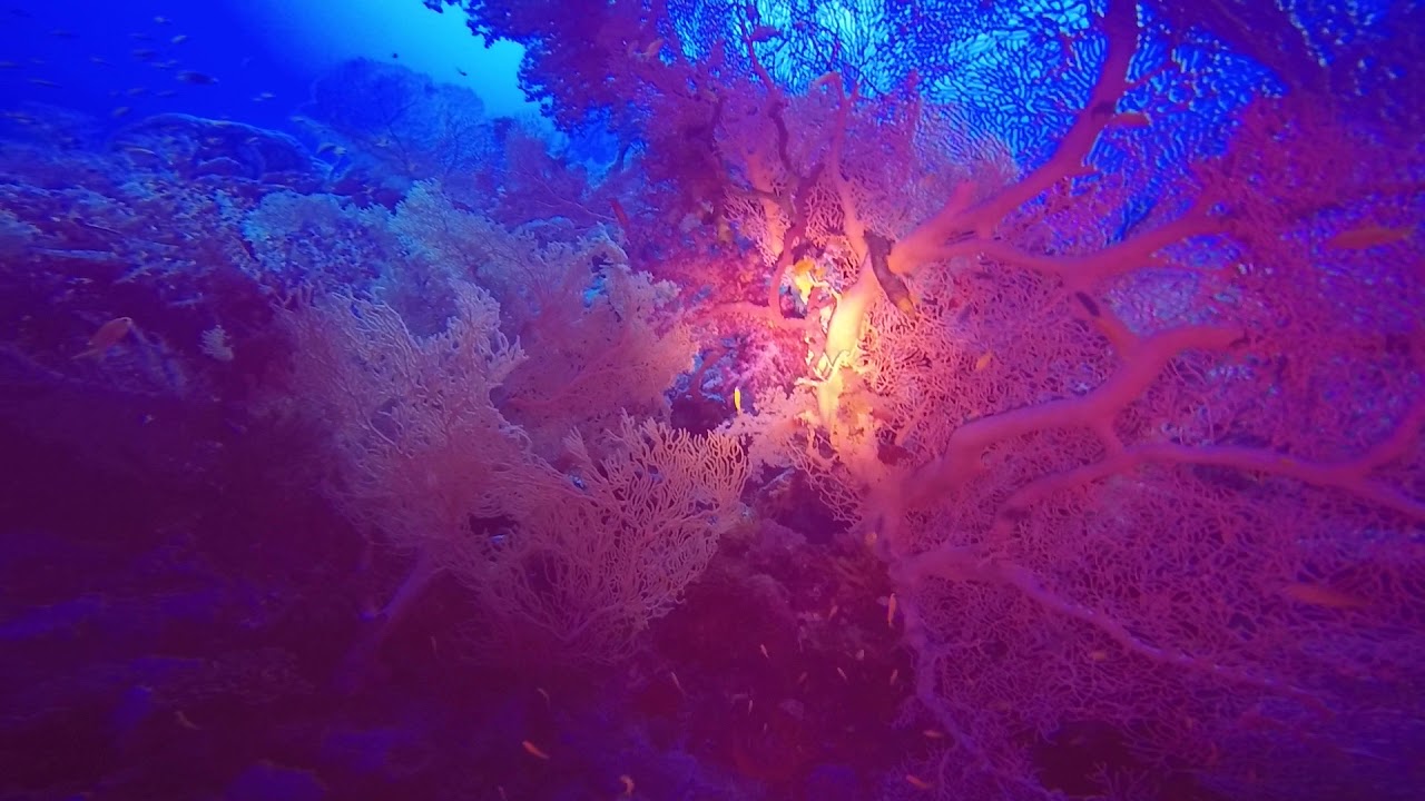 Die Gorgonie