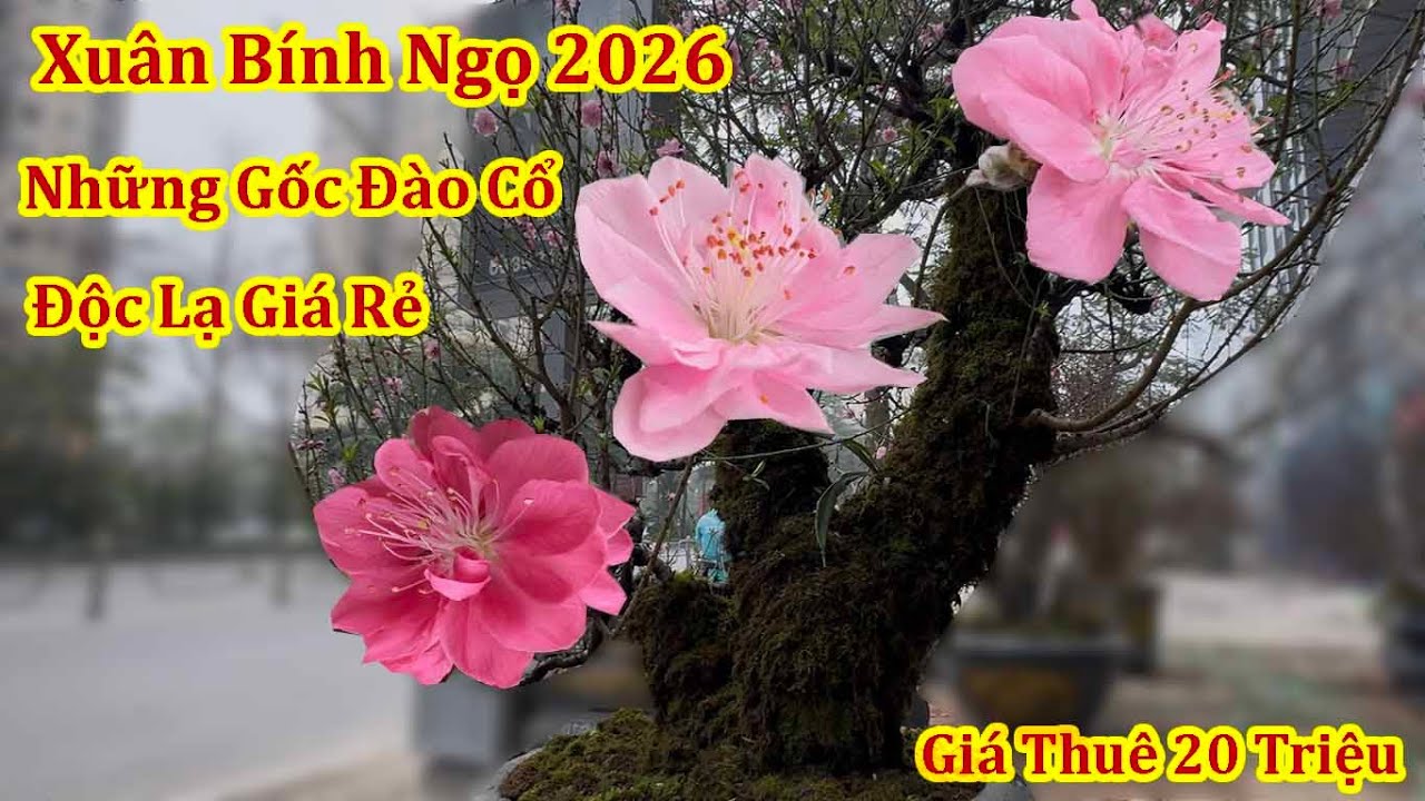 NGẤT NGÂY NHỮNG GỐC ĐÀO CỔ GIÁ RẺ ĐÓN XUÂN BÍNH NGỌ 2026
