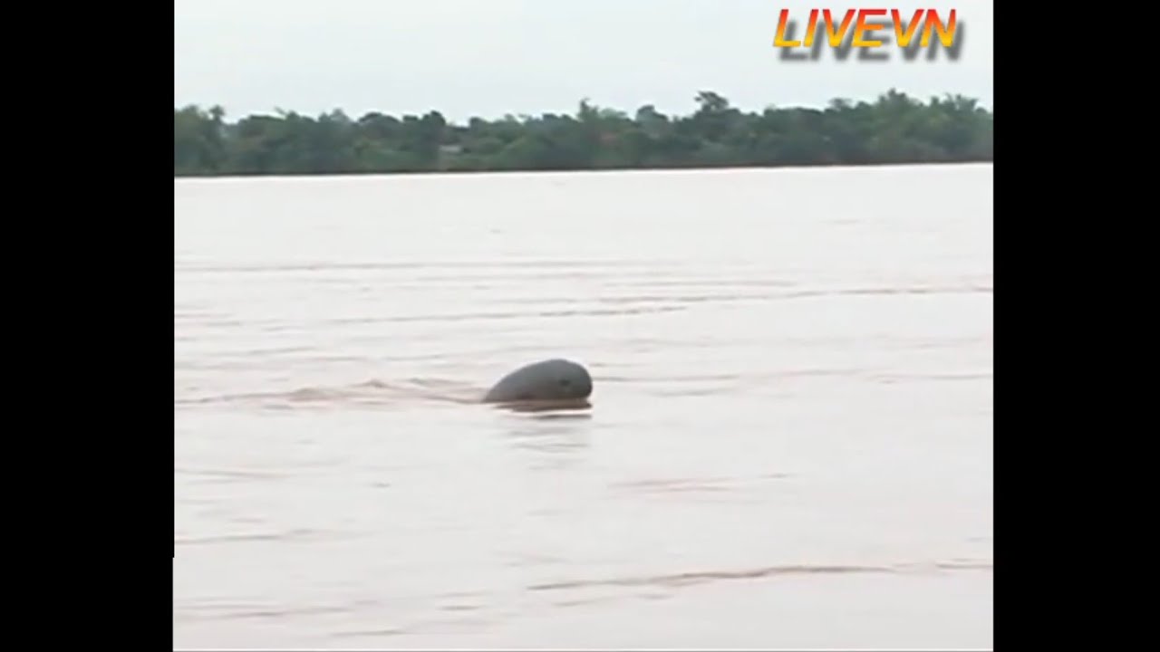 LiveLeak.com | C&aacute; Heo Nước Ngọt | LIVEVN