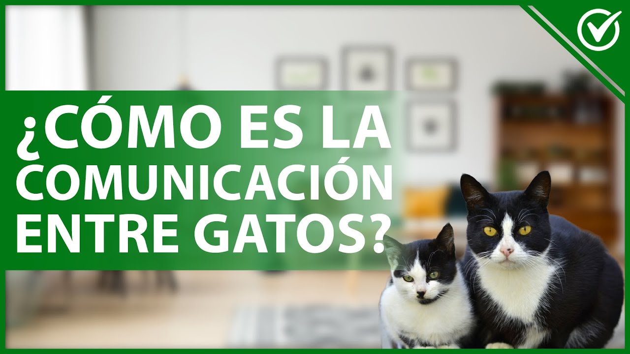 🐈 &iquest;C&oacute;mo se COMUNICAN los GATOS entre s&iacute;? - Interacci&oacute;n felina 💬🐈