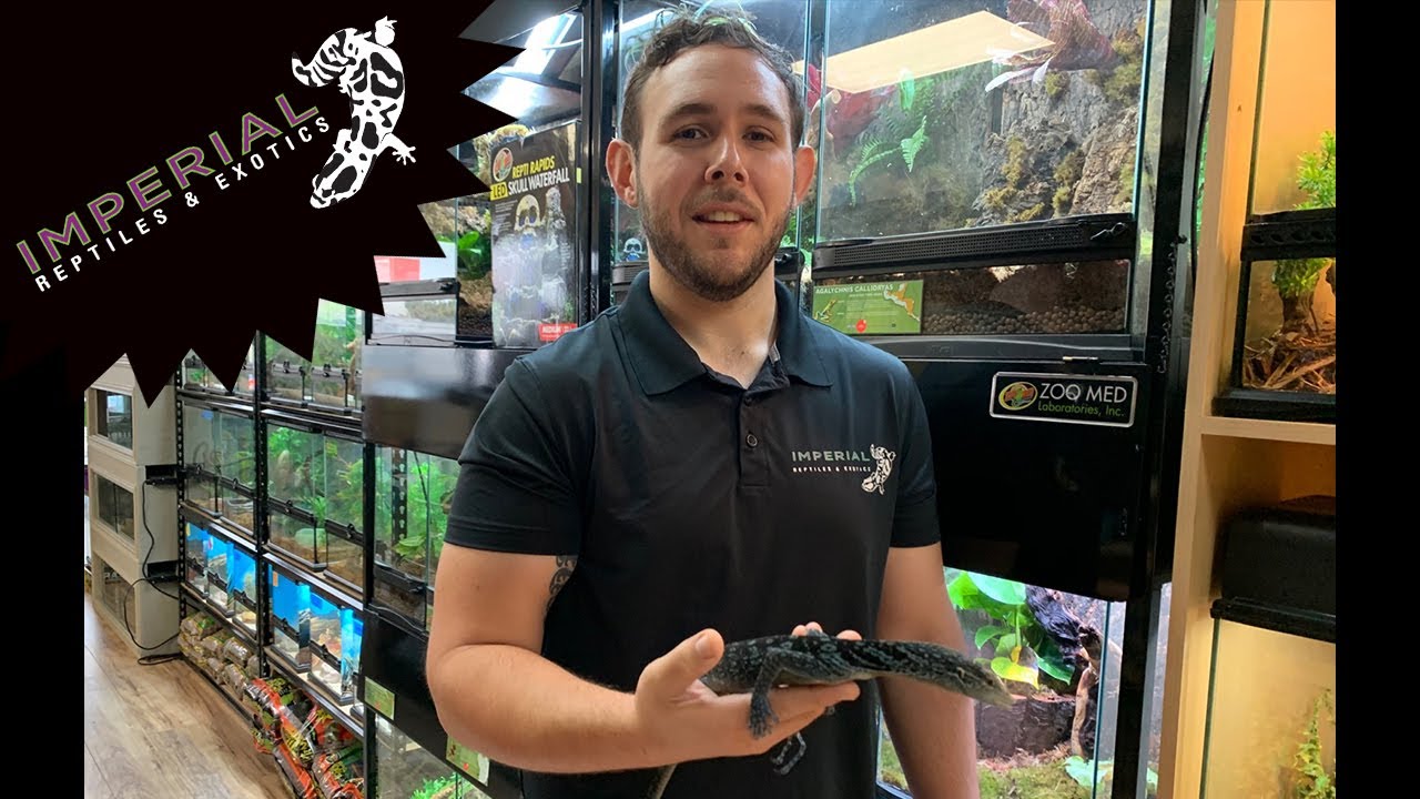 Visiting Imperial Reptiles in Miami!