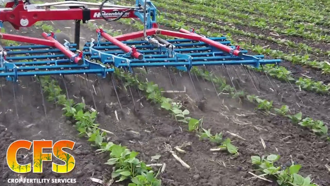 Hatzenbichler Tine Weeder in Emerged Soybeans