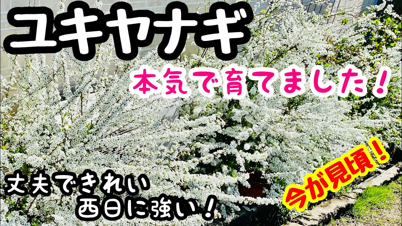 今が見頃❣️『ユキヤナギ』本気で育てました🌱丈夫できれい西日にも強い。