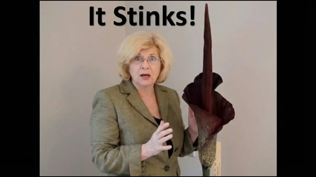 Voodoo Lily Time-Lapse Flower to Fade