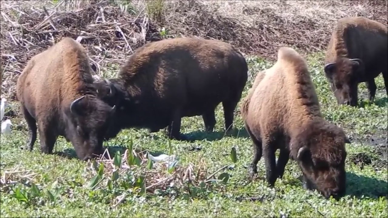Bison herd in Paynes Prairie State Park, Florida