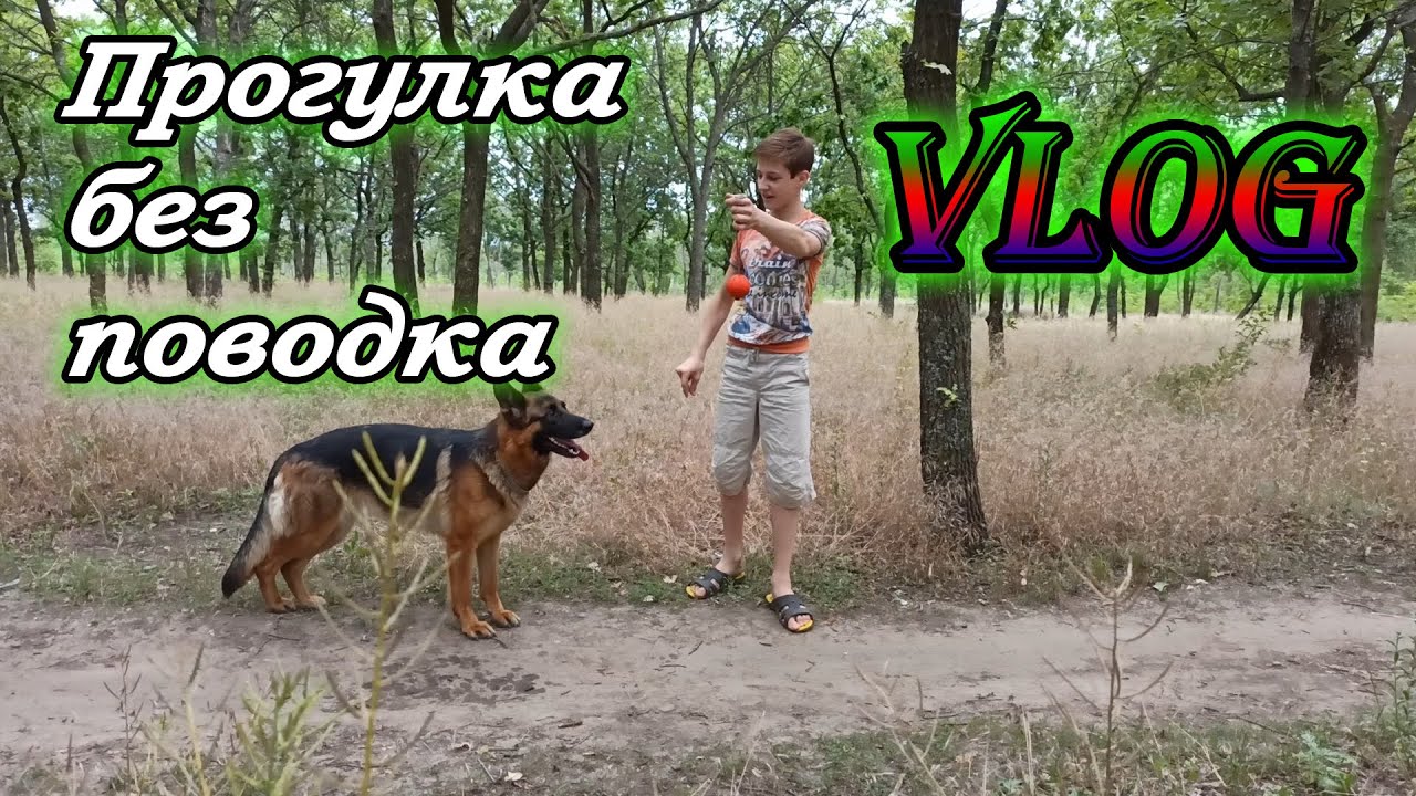 Прогулка c немецкой овчаркой Ремой без поводка. Прогулка с собакой.
