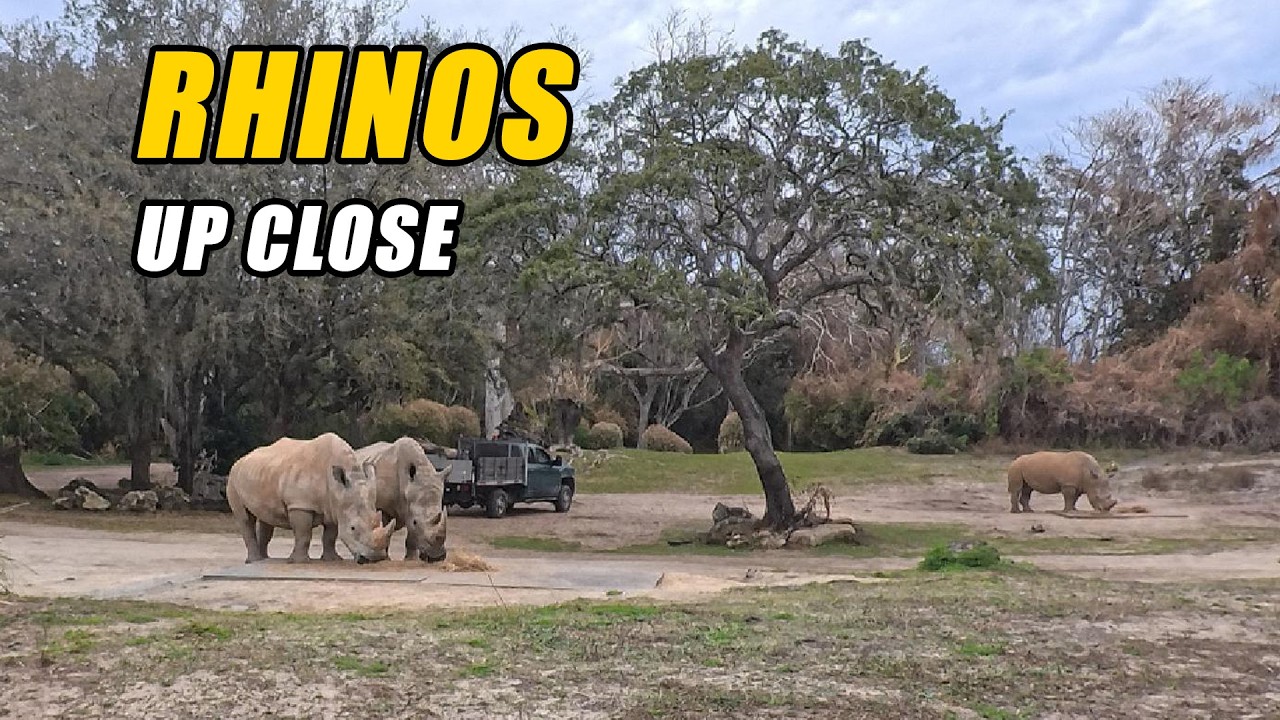 Rhinos Up Close!  Animal Kingdom Safari 2026 03