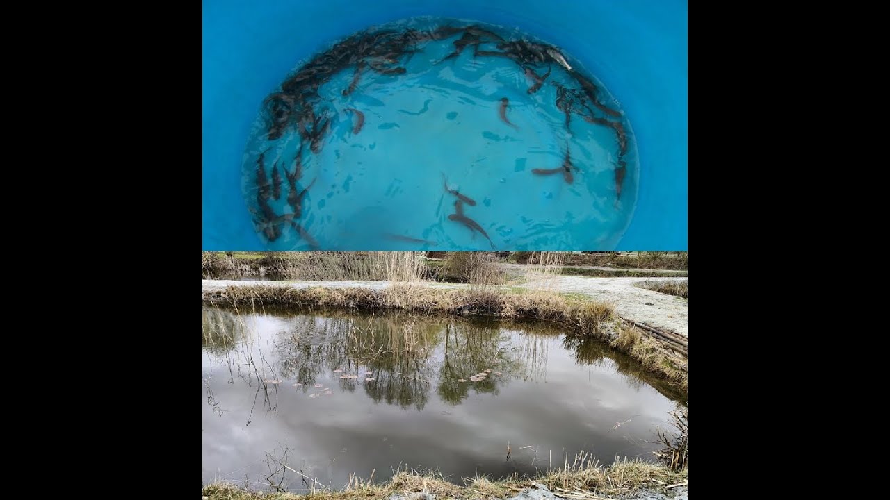 Neuer Besatz für den Teich - Graskarpfen vom Koicenter Schafflund