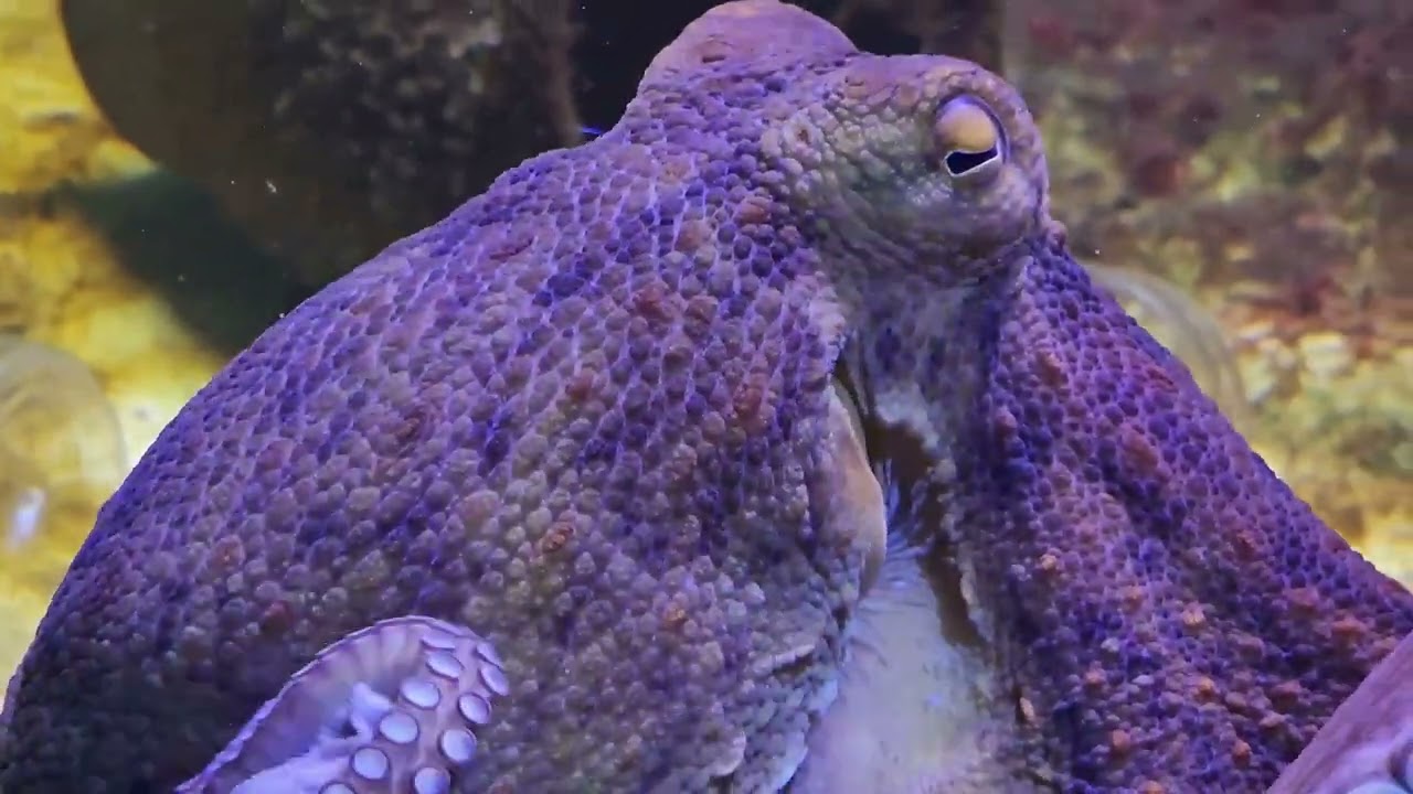 The Extraordinary Intelligence of Cephalopods: A Deep Dive 