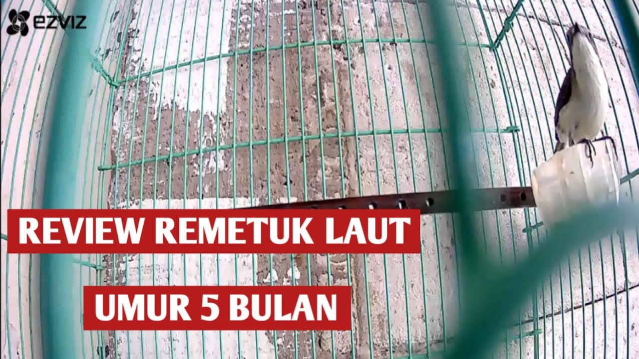 REVIEW REMETUK LAUT UMUR 5 BULAN