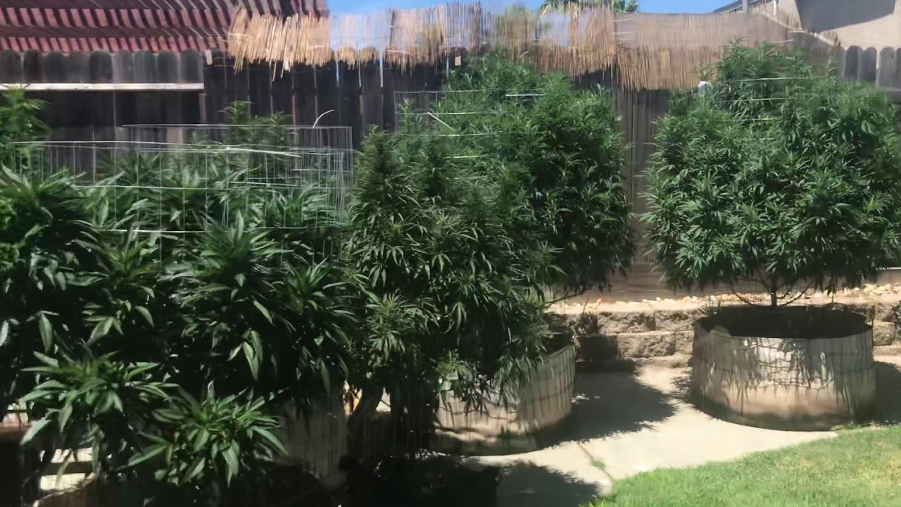2019 outdoor cannabis grow July update