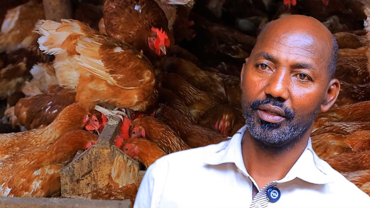 Korora Inkoko n’akazi katunga umuntu-Orora neza tv