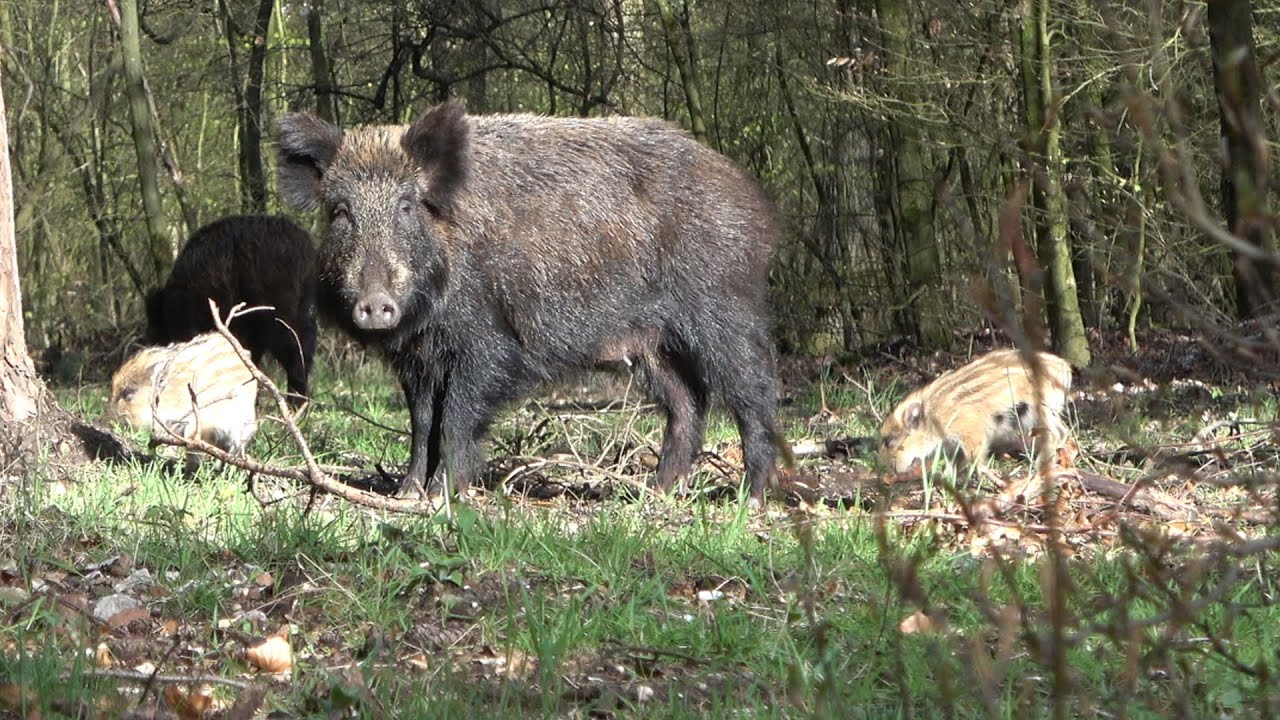 Zwijnen en frislingen / Wild boars en piglets