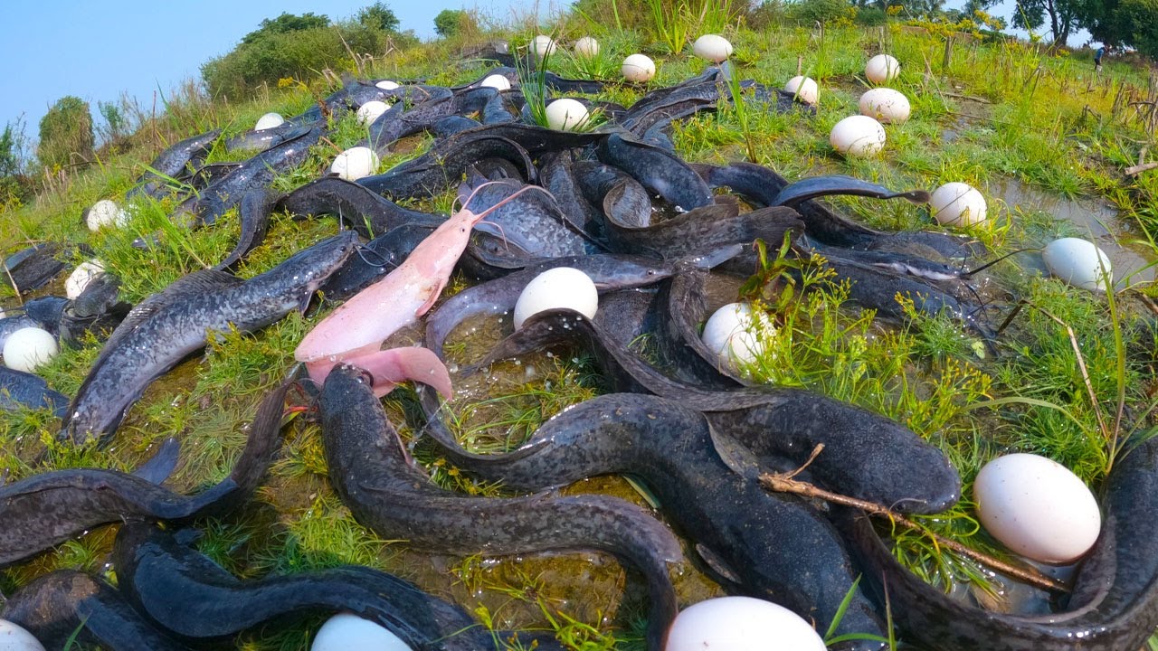 amazing - catch a lots fish & pick eggs at field by hand a smart fisherman