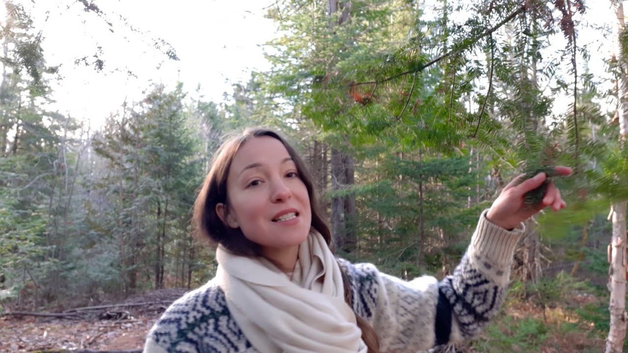 Le sapin baumier - Nourriture en forêt l'automne et l'hiver au Québec