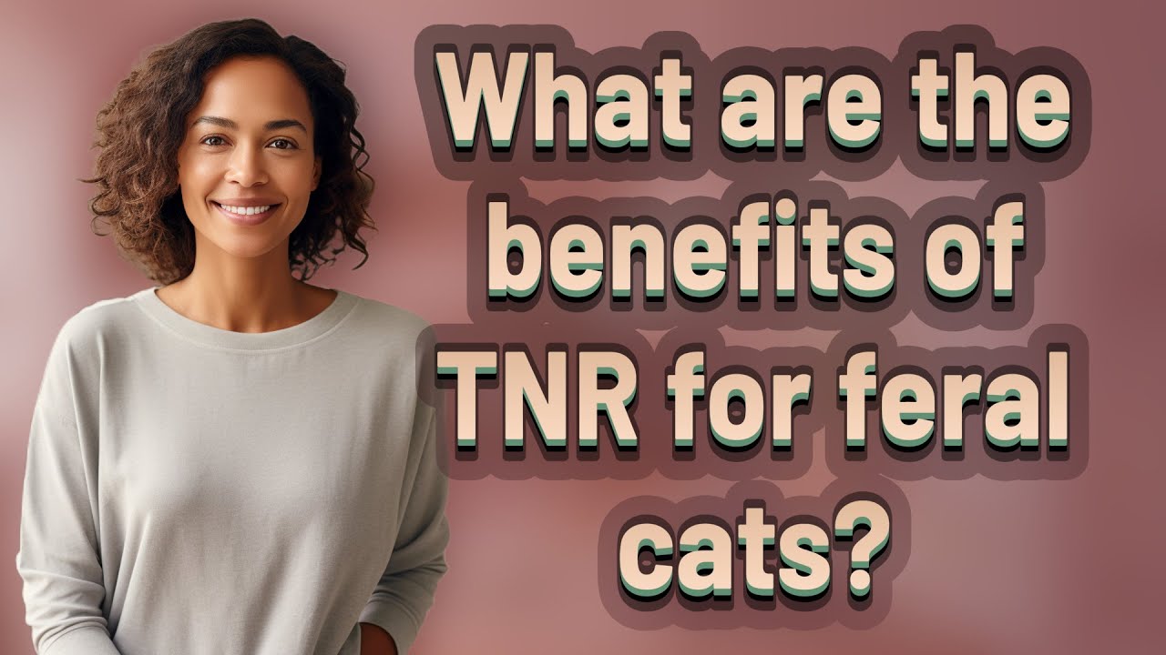What are the benefits of TNR for feral cats?