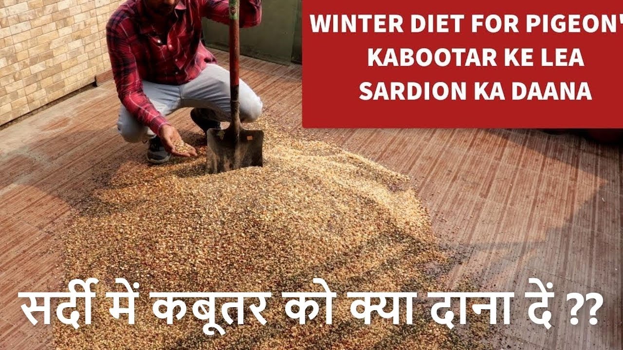KABOOTAR KE LEA SARDION KA DANA. सर्दी में कबूतर को क्या दाना दें ??