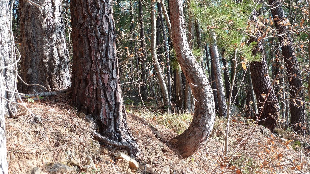 la r&eacute;it&eacute;ration des arbres