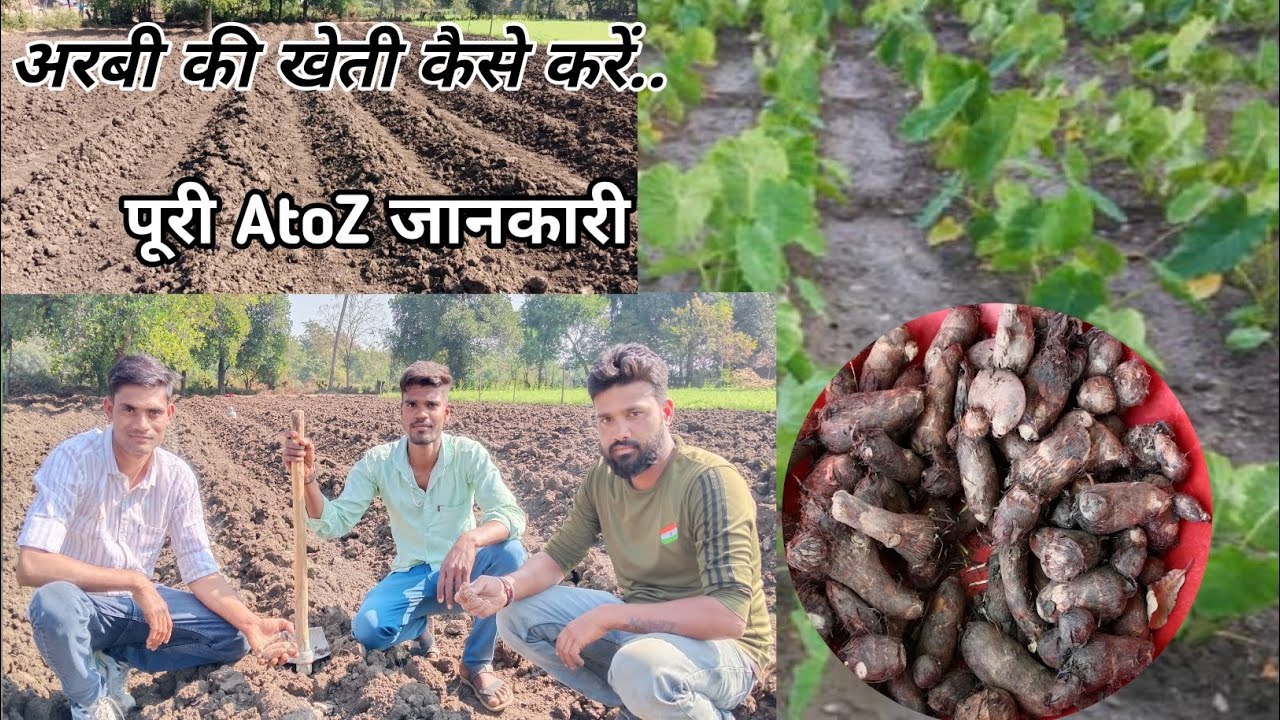 अरबी(घुईयो )की खेती कैसे करें पूरी जानकारी। Taro ki kheti keise kare । Cultivation of Taro । #kheti 
