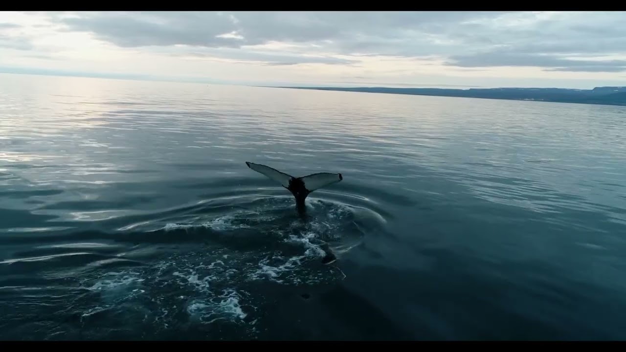 Peaceful Ocean Night 🐋🌊 | Whale Sounds & Ocean Waves for Deep Sleep & Relaxation