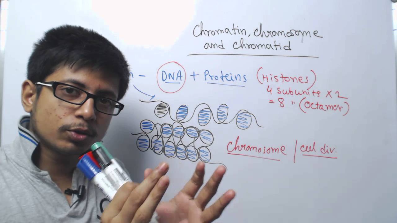 Chromosome chromatin and chromatid