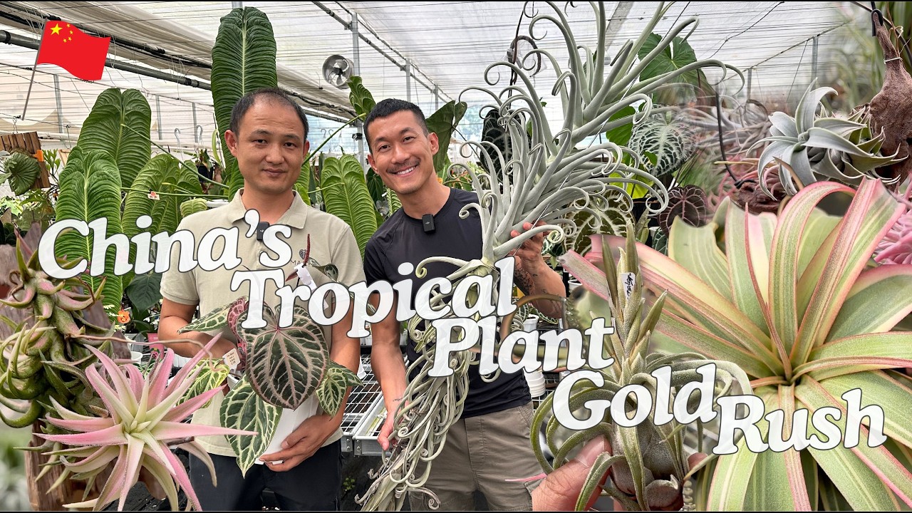 Fascinating Tillandsia Airplants Breeding & Production in China 🇨🇳 Maoye Ep.1