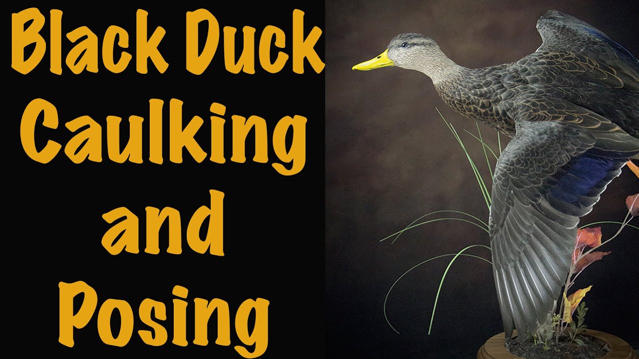 BLACK DUCK series part 4-6. How to Caulk, pose and groom... Art of Taxidermy.