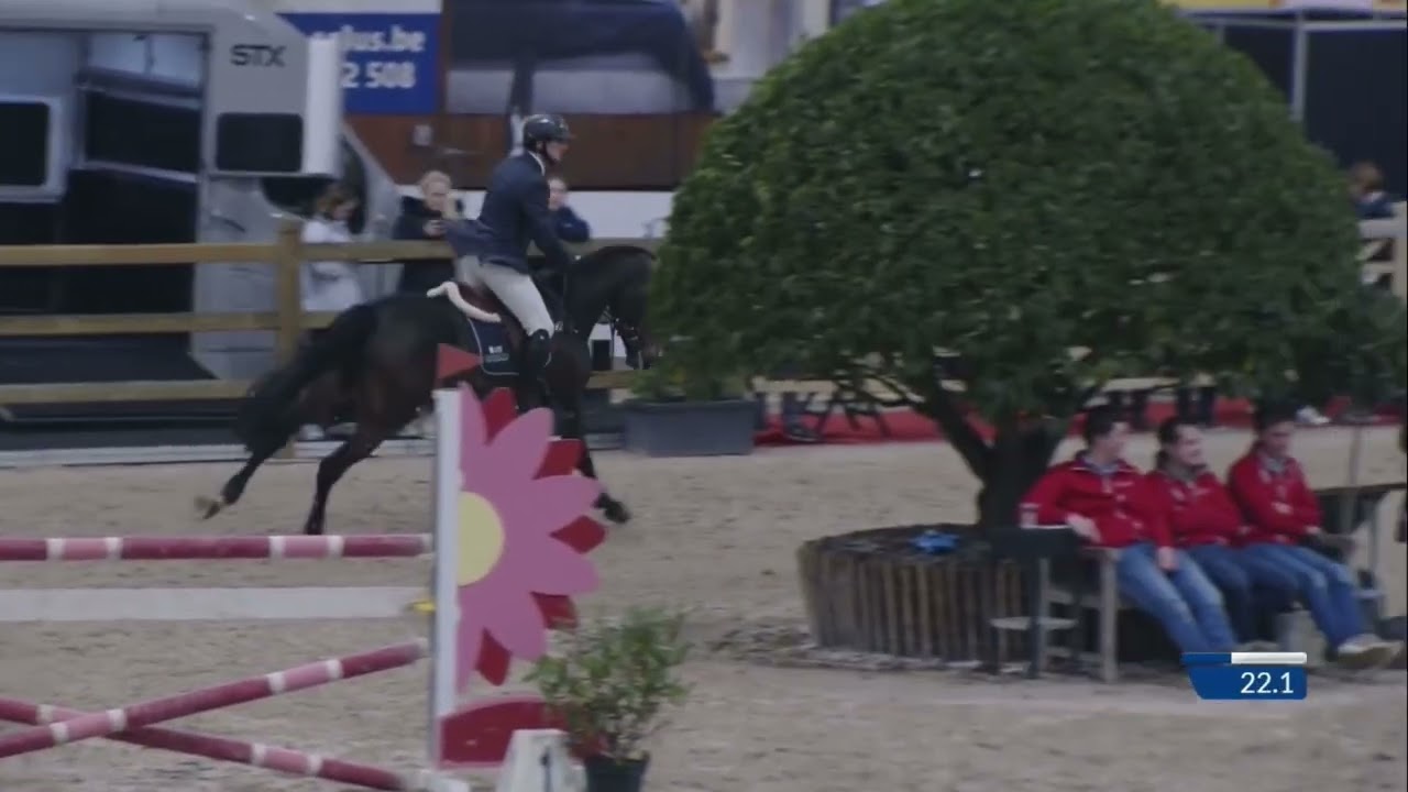 Stillot van de Mispelaere @ Lannoo Stallion competition Azelhof 6y old