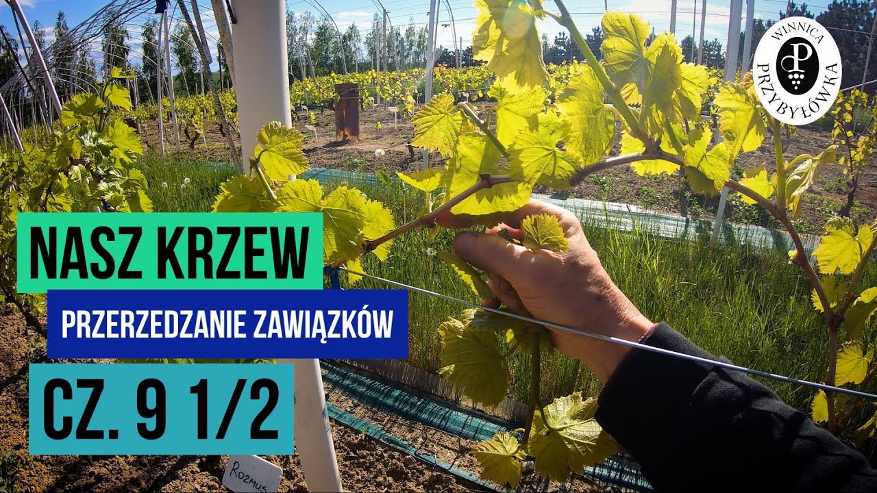 Nasz Krzew cz.9 1/2. Przerzedzanie zawiązków.