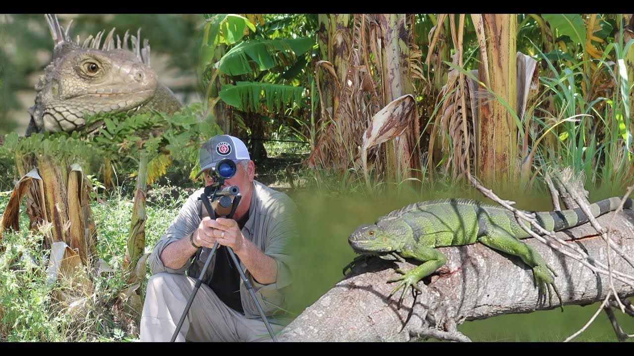 Iguana Hunt with Hatsan Airgun, 3 Years Later