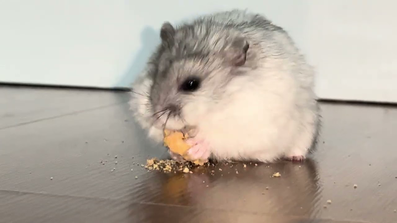 Hamster ist so sehr hungrig 🤤🐹🐹