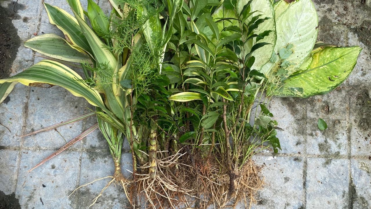 How to grow Plants from cutting(90%-95% Success Rate) | Techngarden