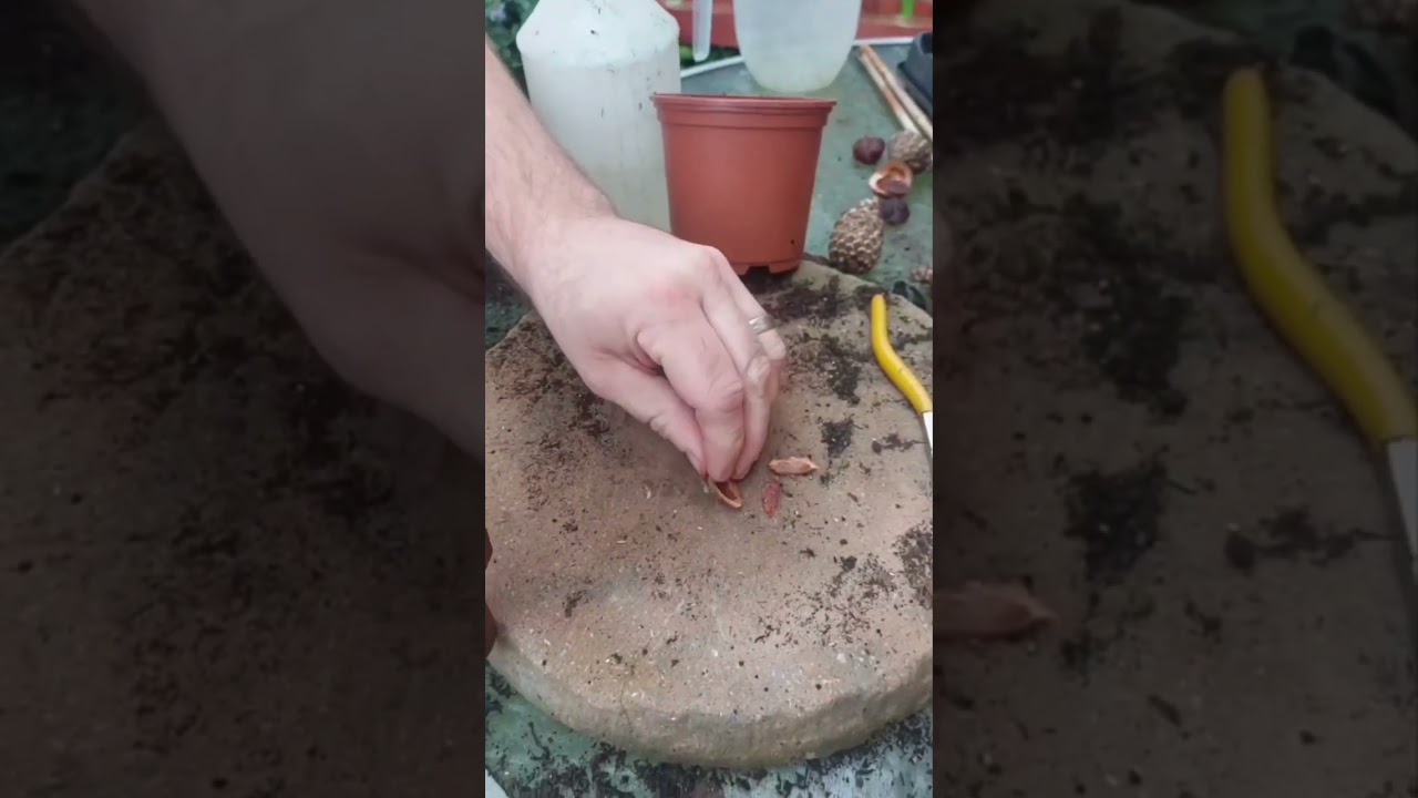 How to grow a Plum tree from a seed