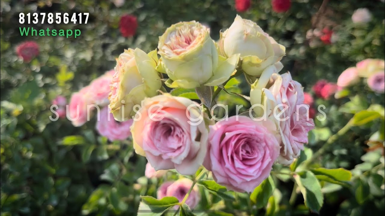Buy one get one offer ownrooted rose