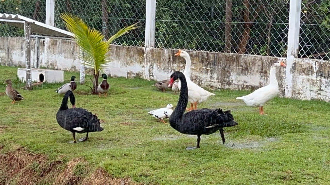 CHUVA NA ROÇA DO GIGANTE 