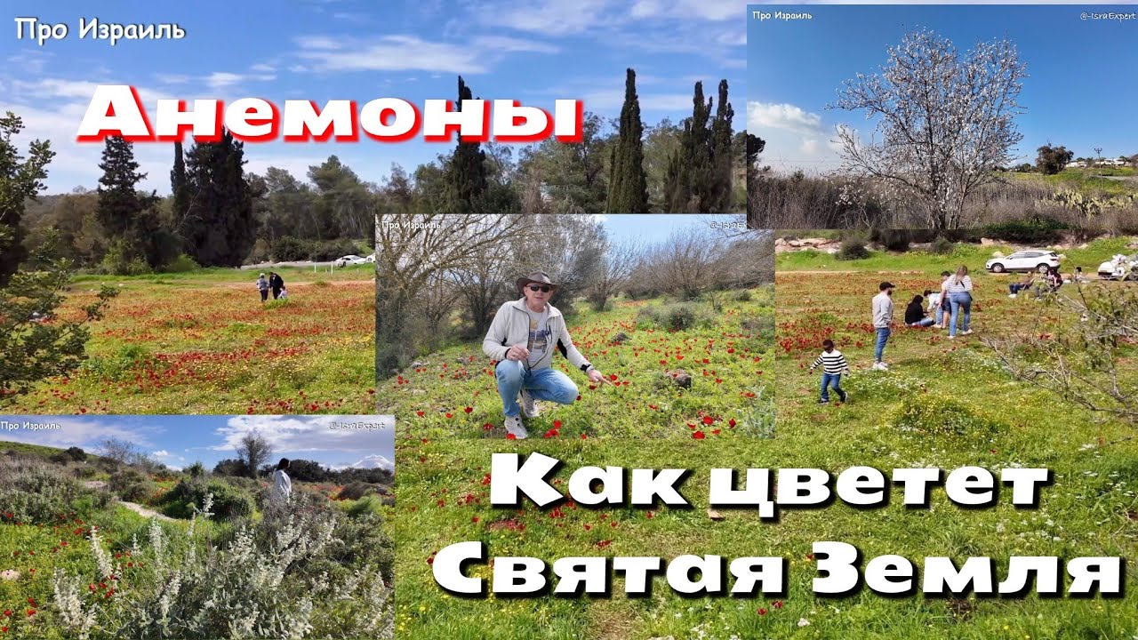 Как цветет Святая Земля