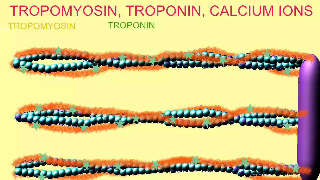 TROPOMYOSIN, TROPONIN, CALCIUM IONS