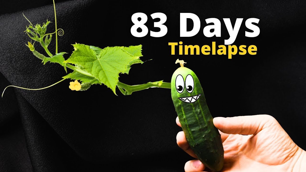 CUCUMBER Plant Growing TIME LAPSE - Seed to Harvest