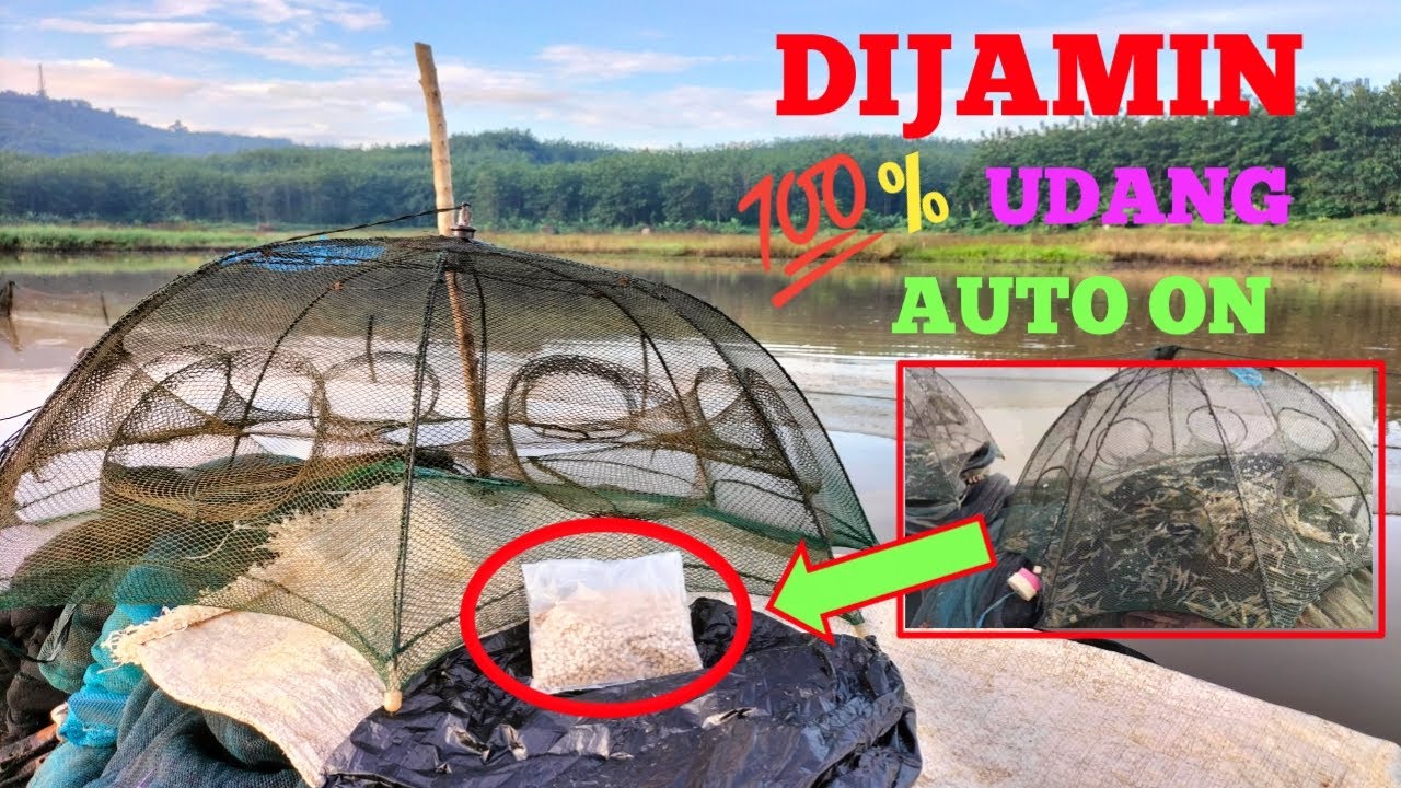 Umpan Bubu Payung Untuk Udang || Paling Ampuh