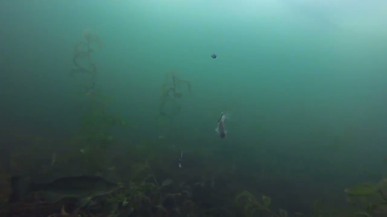 Underwater Camera While Ice Fishing