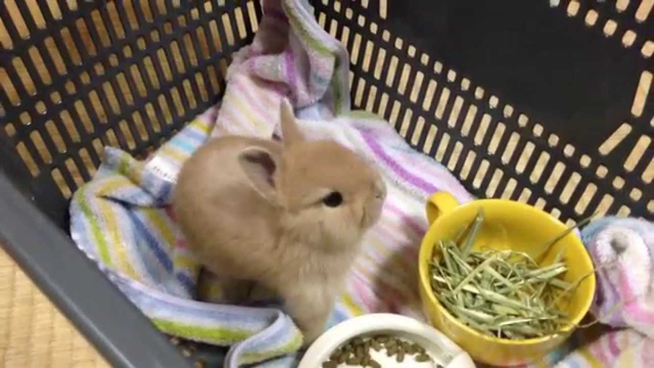 わが家に来て3日目パルchan:ネザーランドドワーフ