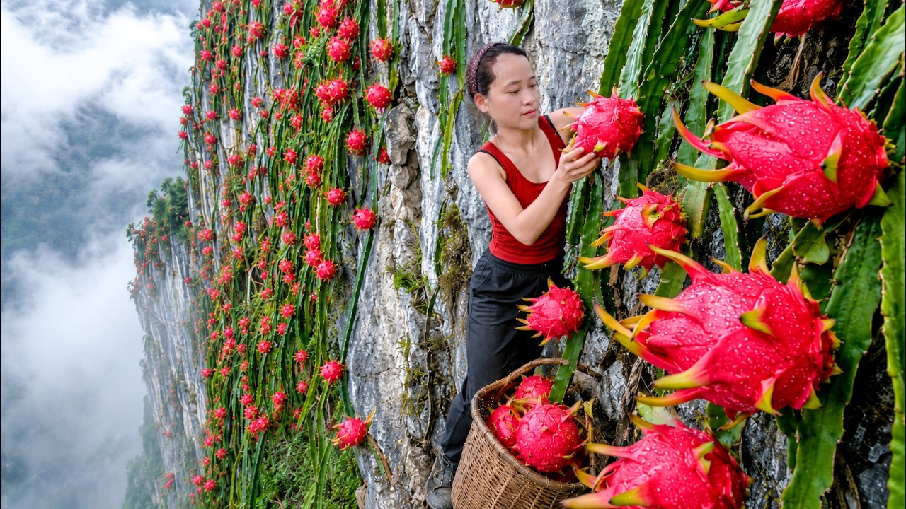 TIMELAPSE --- 38 Days Venturing Harvest Giant Dragon Fruit on Dangerous Mountain Cliff to Sell
