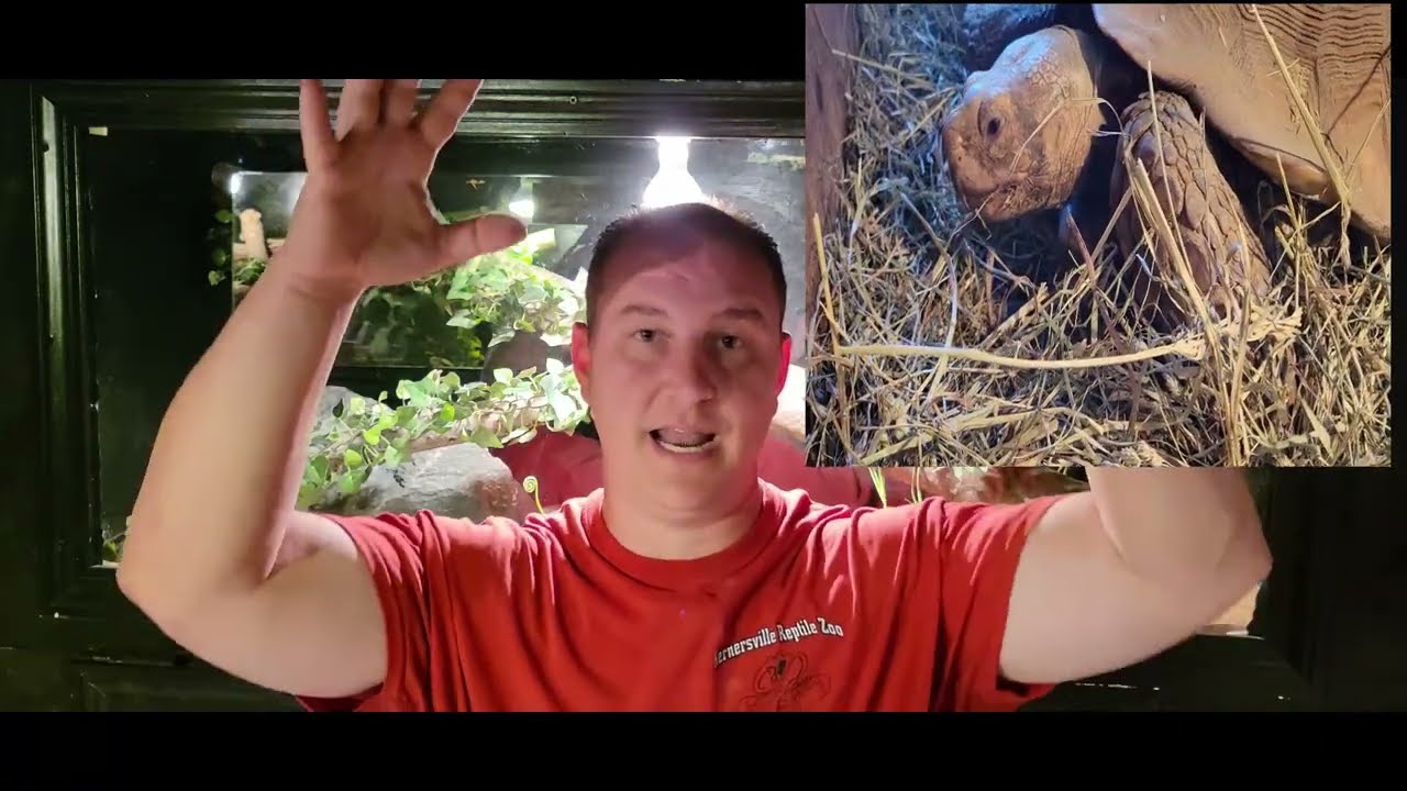 Common Reptile Problems Episode #11  ( Overgrown Tortoise / Turtle Beak )