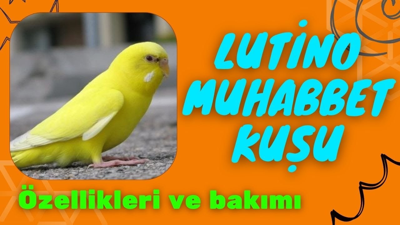 Lutino Muhabbet Kuşu &Ouml;zellikleri Ve Bakımı budgerigar (&Ouml;zel T&uuml;r) #lutino #lutinomuhabbetkuşu
