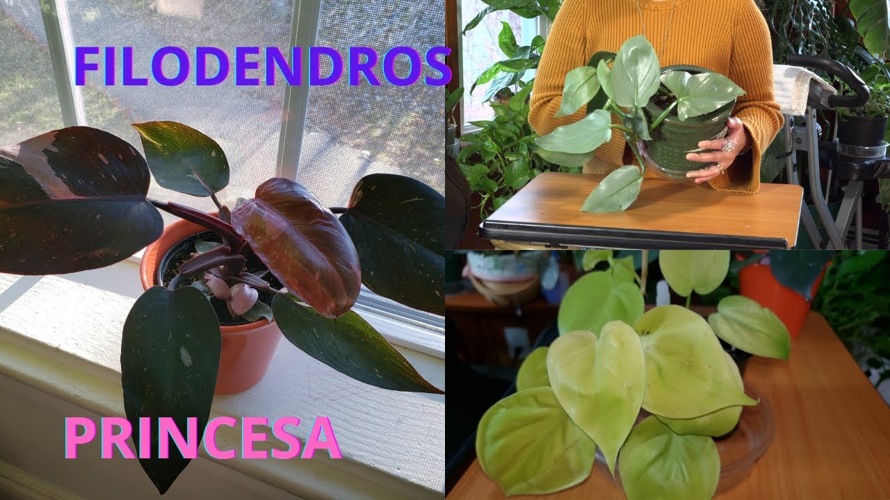 Philodendron Princesa Rosado, Philodendron Silver,Y muchos mas.