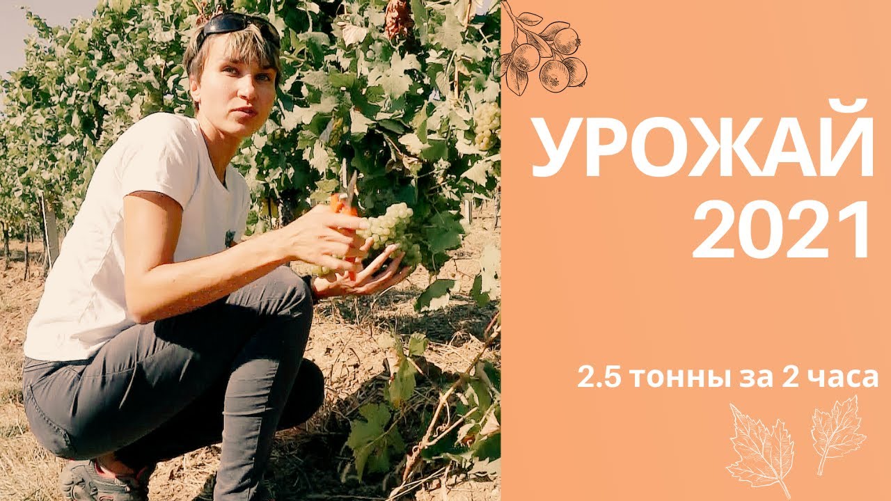#7. Собираем Muller Thurgau и попутно рассказываем о роли сахара в винограде