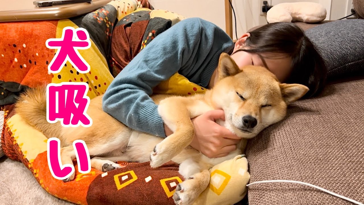 気づけばいつも横にいて疲れた時は犬吸いでパワーチャージしてくれる柴犬が可愛い